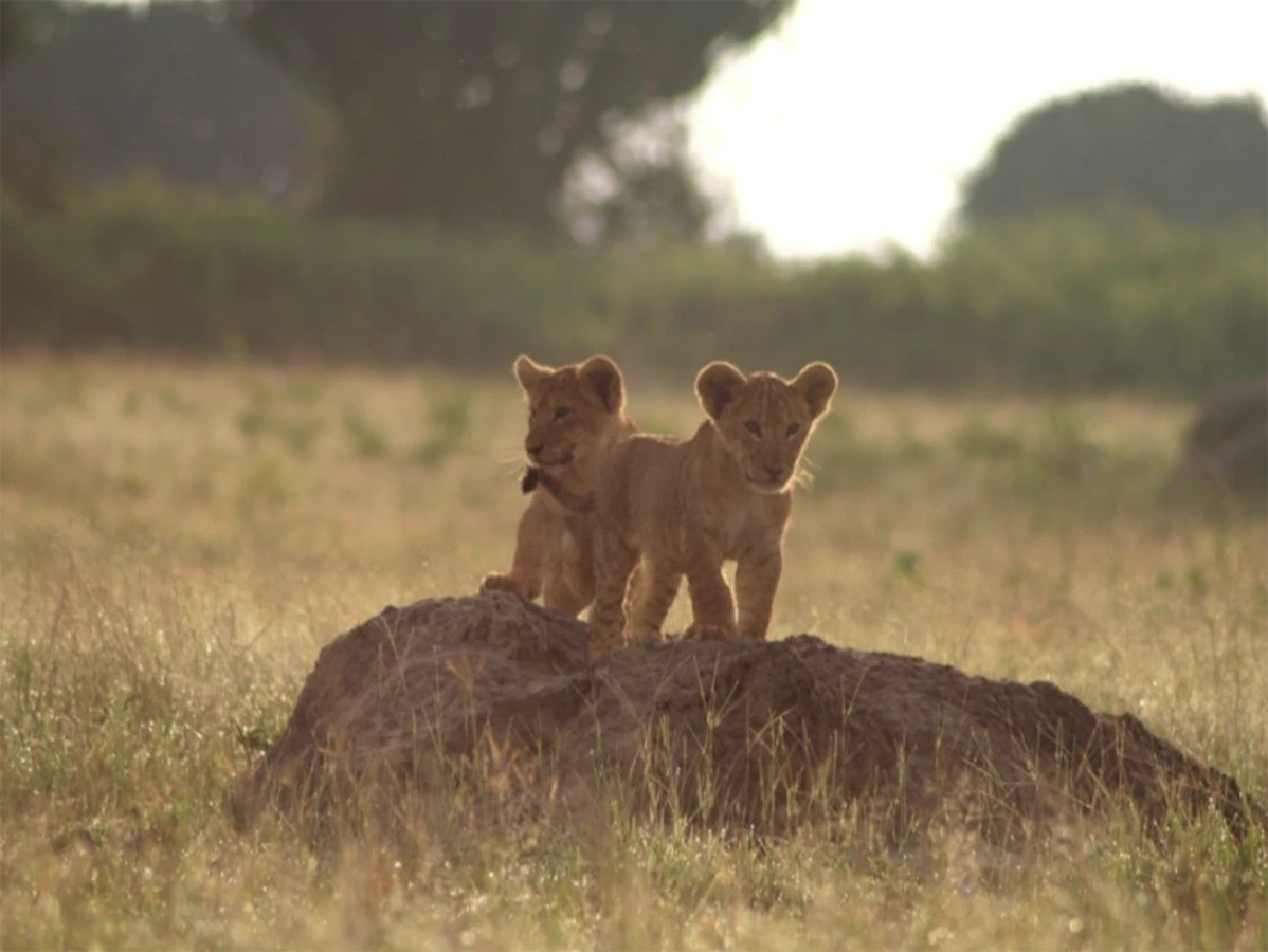 Lion cubs in the savannah