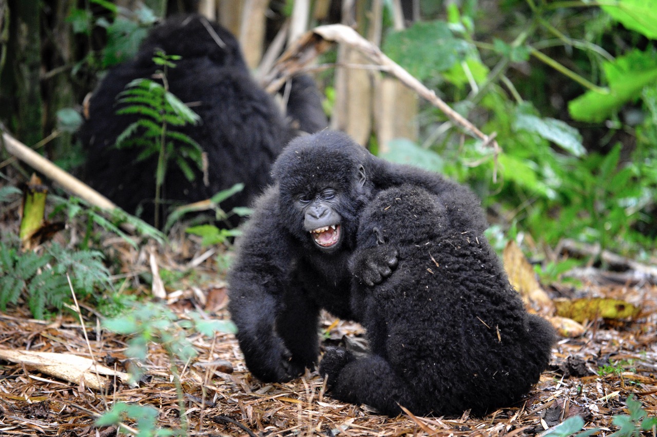 Come face to face with mountain gorillas