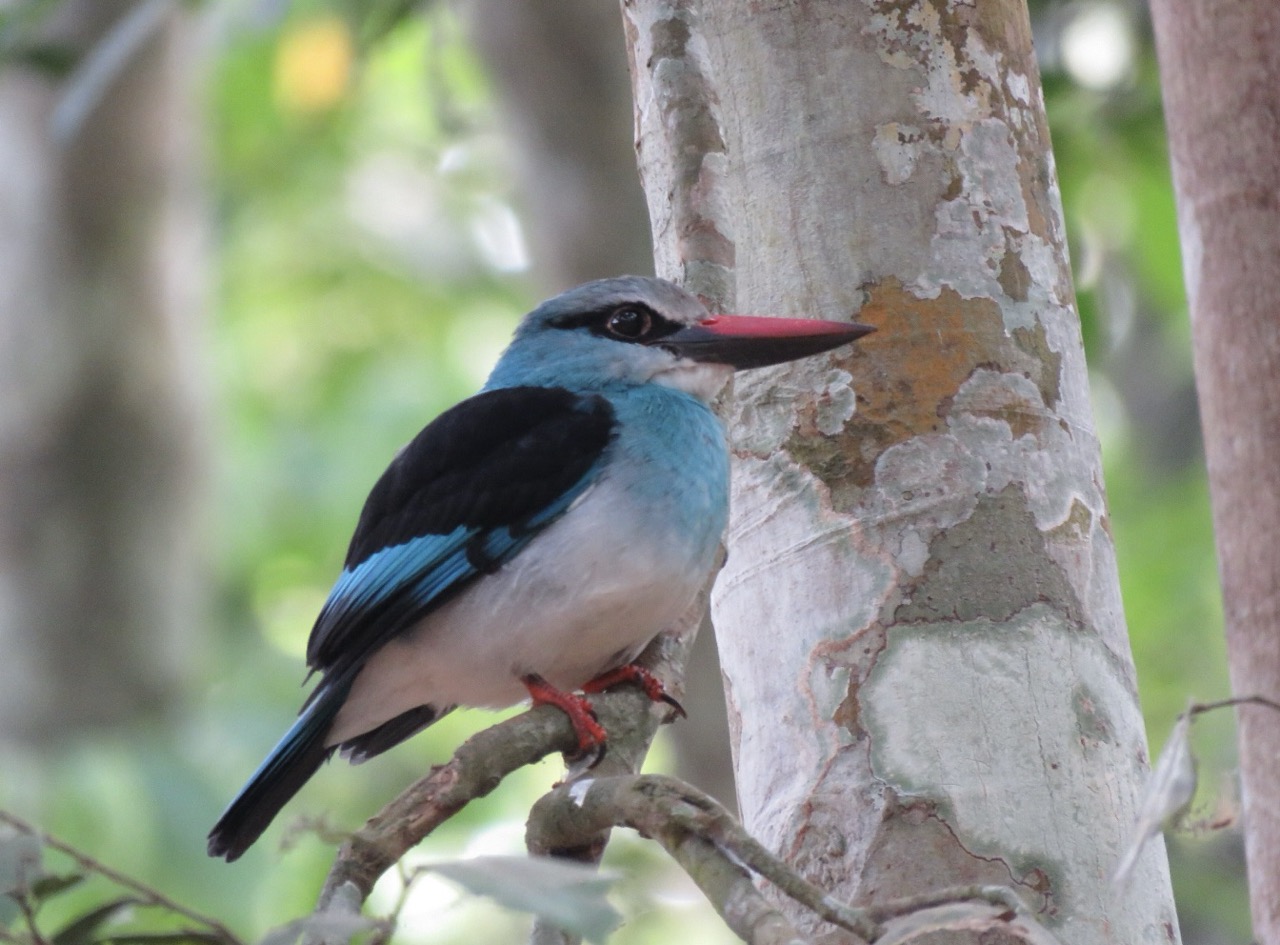 Blue-breasted Kingfisher Blue-breasted Kingfisher