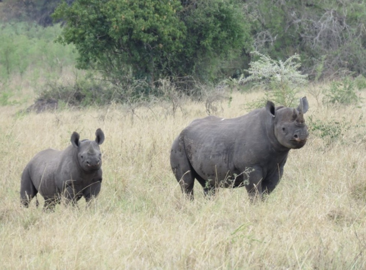 Rhinos Rhinos spotted on a safari in Uganda