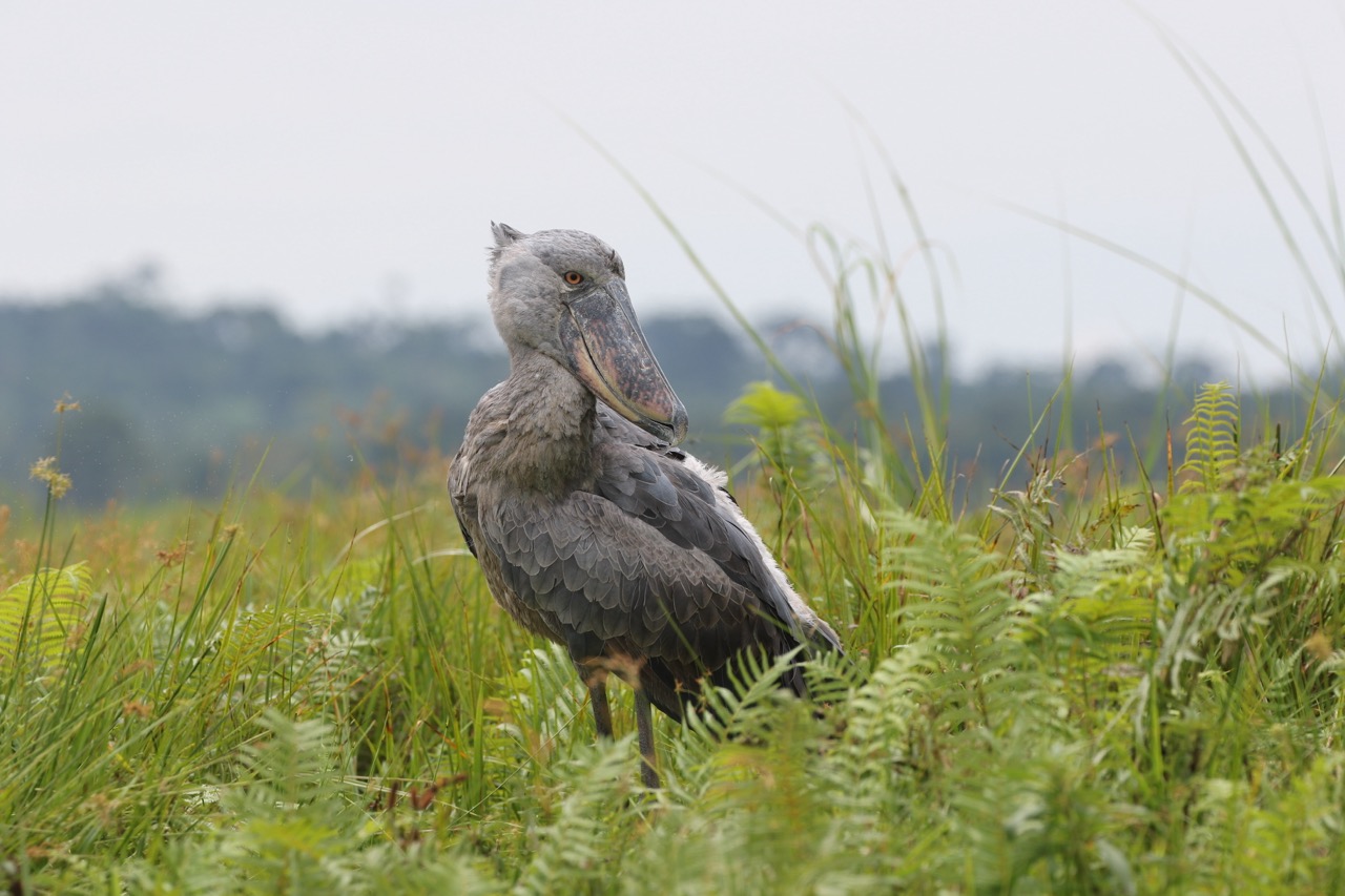 Shoebill The magnificant Shoebill in Uganda.