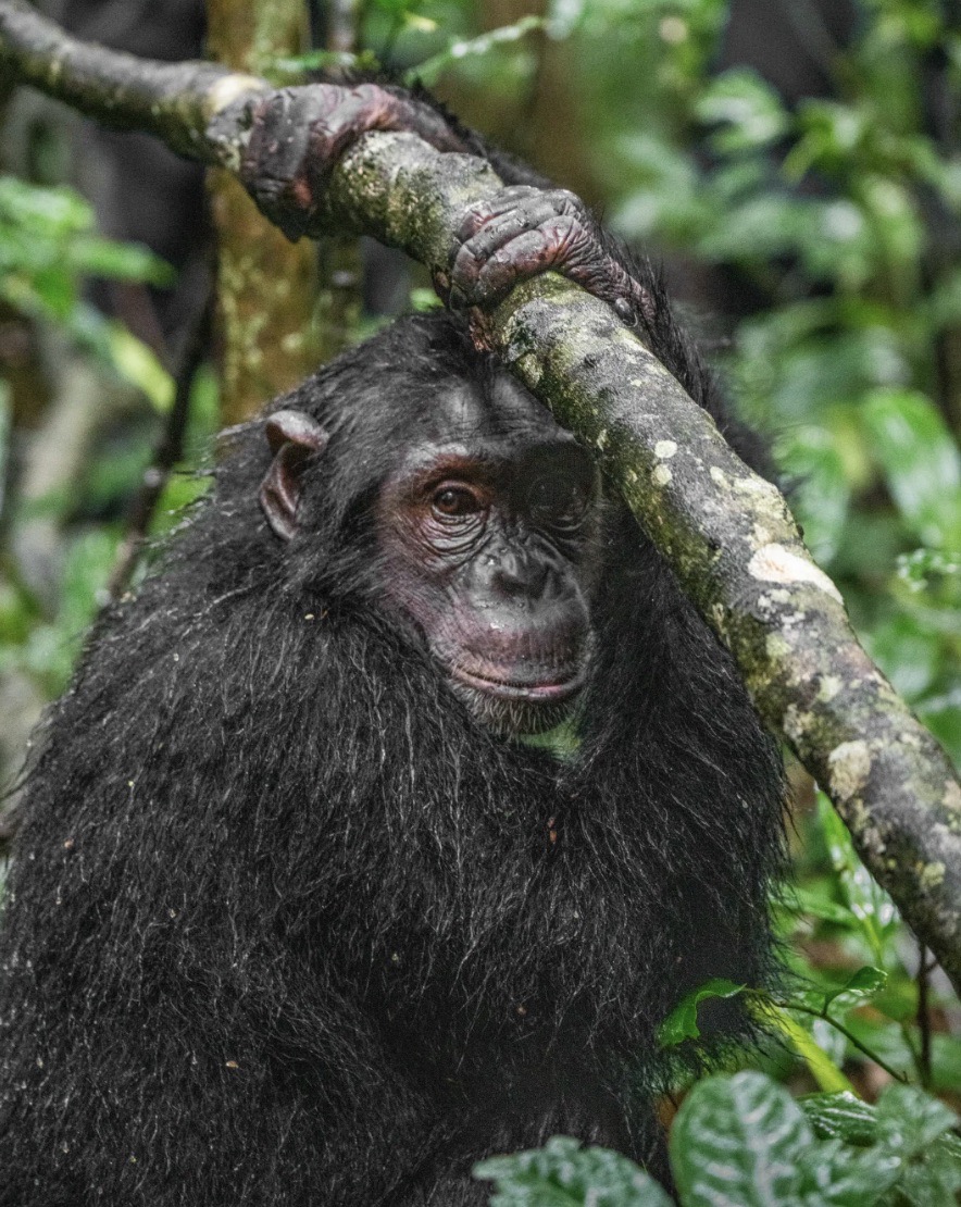 Chimpanzee research project Visit the dry habitat chimpanzee research project