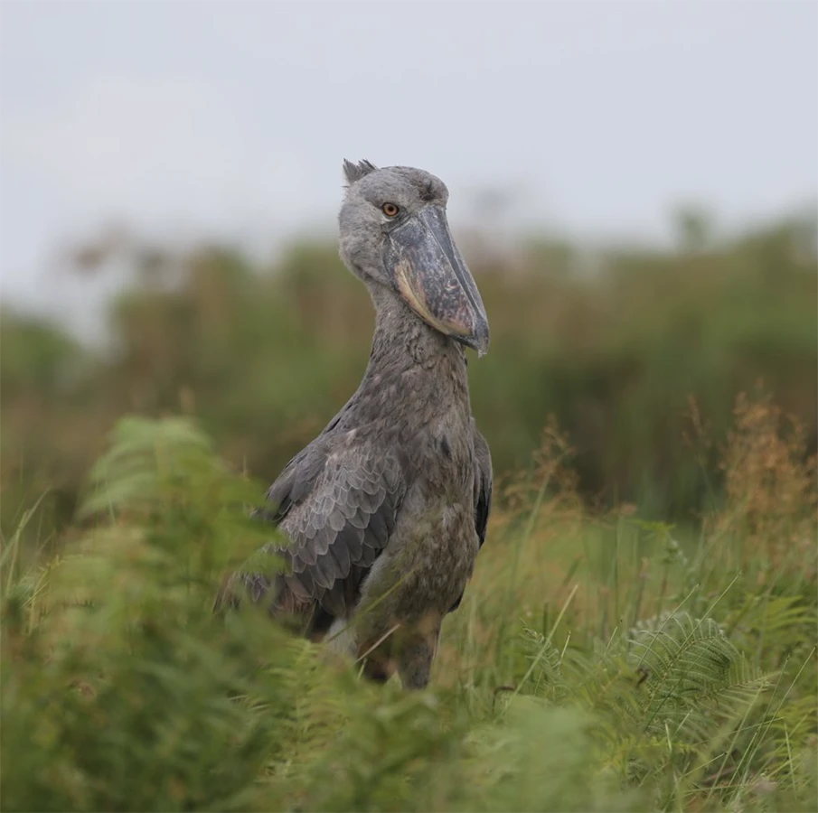 The shoebill in Uganda
