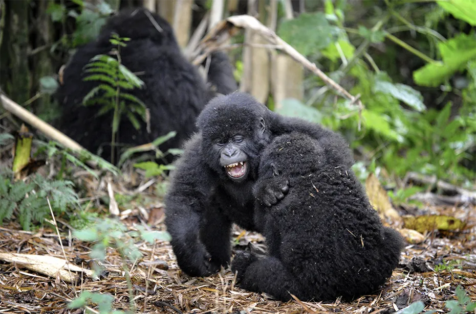 Visiting National Parks copy Two young gorillas in Uganda