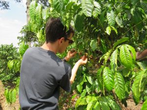 Harvesting coffee cherries in Uganda